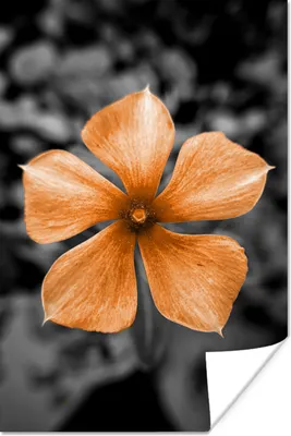 Produktbild von MuchoWow® Poster Blumen - Orange - Schwarz - Weiß 60x90 cm - Wanddekoration