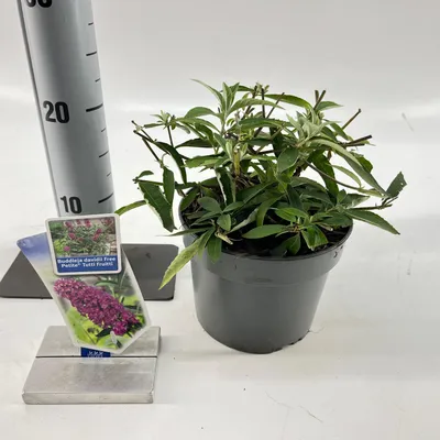 Immagine prodotto di Buddleja davidii 'Free Petite© Tutti Fruitti' - Buddleia | 20-25 cm in vaso