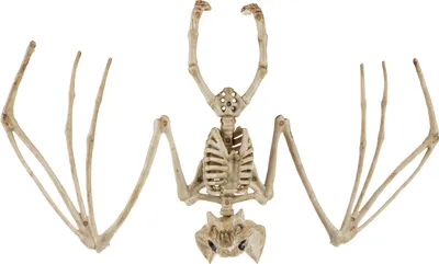 Obrázek produktu pro Malatec 22005 Kostra netopýra Halloween 30 cm