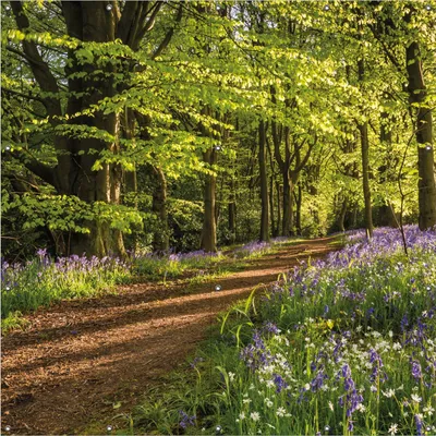Produktbild von Wallario Outdoor-Poster für Garten oder Balkon, Motiv Blaues Hasenglöckchen im Sommerwald, in ca. 180 x 180 cm