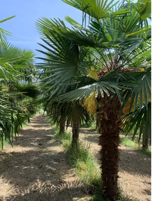 Produktbild von Hanfpalme Trachycarpus Fortunei Stammlänge ca. 130-150 cm Gesamthöhe ca. 300 cm – Winterhart bis –19 °C