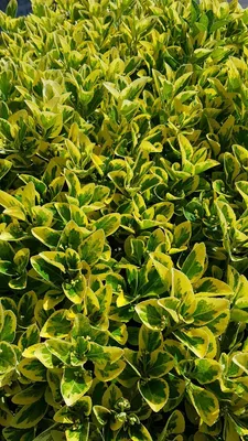 Image de Euonymus japonicus 'Aureomarginatus' / Fusain du Japon panaché jaune