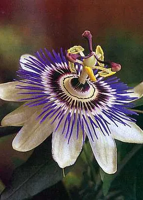 Produktbild von Blaue Passionsblume