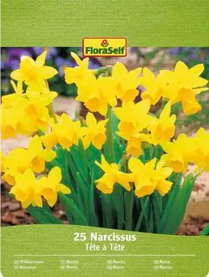 Produktbild von Blumenzwiebel Narzisse FloraSelf ' Botanisch Tete a Tete ' 25 Stück