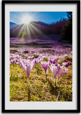 Produktbild von Bild - Bilderrahmen - Foto - 70 cm x 100 cm - MDF - Rahmen - Wandkunst - Krokusse in den Bergen