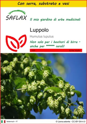Immagine prodotto di SAFLAX Insieme di coltivazione - Luppolo - 50 semi - Humulus