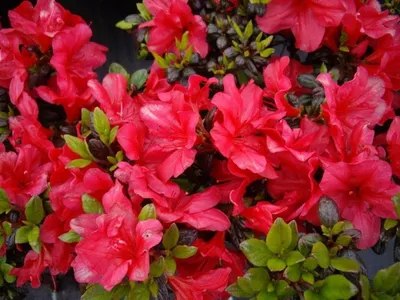 Produktbild von Japanische Azalee Maruschka ® - Rhododendron obtusum Maruschka ®