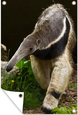 Produktbild von MuchoWow® 60x90 cm Outdoor-Poster Gartendeko Sichtschutz Garten Poster für den Garten Ameisenbär - Gras - Tiere