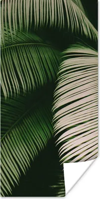 Produktbild von MuchoWow® Poster Palmwedel - Sommer - Tropisch 60x120 cm - Wandschmuck