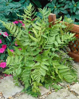 Produktbild von Dryopteris goldiana, Goldschuppenfarn, ca. 9x9 cm Topf