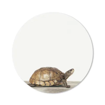 Produktbild von MuchoWow® Mauspad Mousepad Schildkröte - Junge - Tiere - Kinder - Mädchen 20x20 cm - Mousepads - Maus Mat - Pad - Mausunterlage - Schreibtischmatte