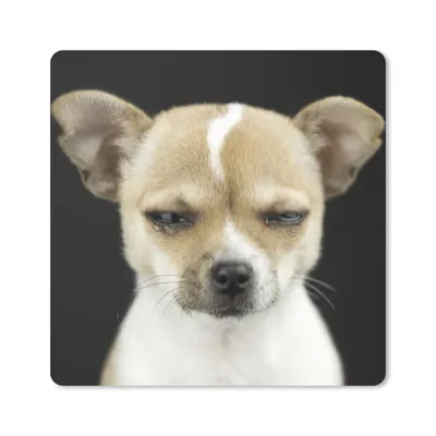 Produktbild von MuchoWow® Mauspad Mousepad Hund - Haustiere - Porträt 20x20 cm - Mousepads - Maus Mat - Pad - Mausunterlage