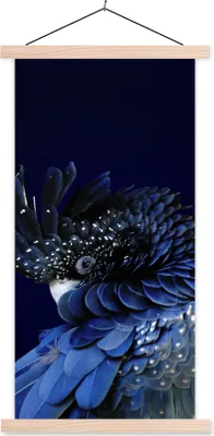 Produktbild von MuchoWow® Textilposter Nahaufnahme Rotschwanzkakadu 60x120 cm mit holzfarbenen Rahmen - Holz