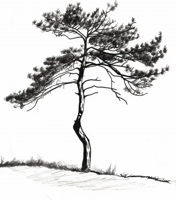 Produktbild von Plakat 13x18cm Einsame Kiefer