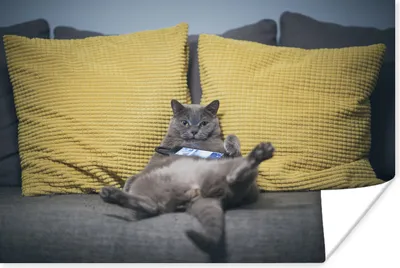 Produktbild von MuchoWow® Poster Katze - Bank - Faule 60x40 cm - Schlafzimmerdekoration