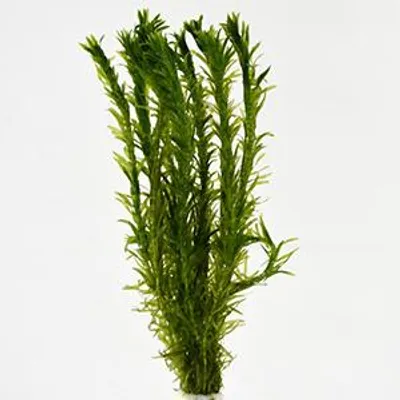 Productafbeelding van Moerings Elodea densa | Waterpest | In Beker