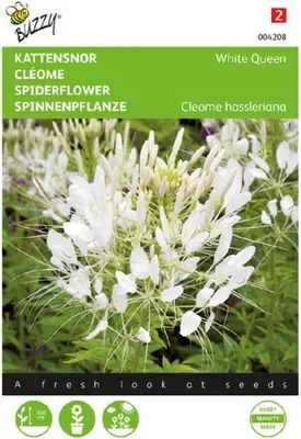 Produktbild von Spinnenpflanze White Queen | Spinnenblumensamen von Buzzy Seeds