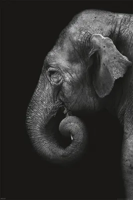 Immagine prodotto di Animali selvatici - Elefante - Ritratto di animale - Stampa poster 61x91,5