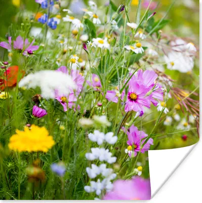 Produktbild von MuchoWow® Poster Blumen - Natur - Grün - Gras - Lila - Weiß 100x100 cm - Babyzimmer