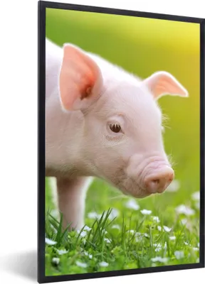 Produktbild von MuchoWow® Gerahmtes Poster Tiere - Ferkel - Schwein 40x60 cm - Poster mit Schwarzem Bilderrahmen Wandposter Rahmen Foto Bilder - Papierdruck - Wandbilder