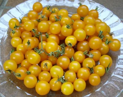 Produktbild von gelbe Johannisbeertomate Urtomate, Wildtomate - 20 Samen