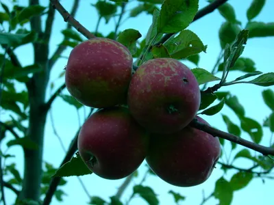 Produktbild von Apfelbaum `Purpurroter Cousinot´ - 120-140cm im 10 Liter Topf