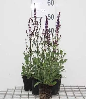 Zdjęcie produktu dla 6 x Salvia nem. 'Caradonna' - Mech gwiaździsty - doniczka 9 x 9 cm