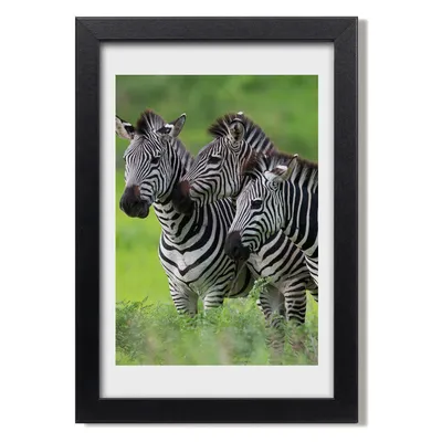 Produktbild von Bild 20x30 MDF-Rahmen, Wandkunst Drei Zebras