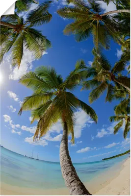 Produktbild von ARTland Poster Palmenstrand II Größe: 80x120 cm