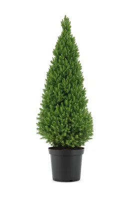 Produktbild von Picea glauca Conica 90–100 cm Zuckerhutfichte – Zwergfichte, immergrüne Gartenfichte, winterhart, Kegelfichte für Garten, Balkon & Kübel
