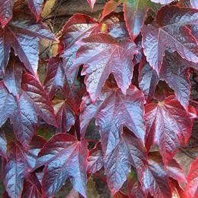 Productafbeelding van Parthenocissus tr. 'Veitch Boskoop' - Driehoekige klimop 50-60 cm | Pot