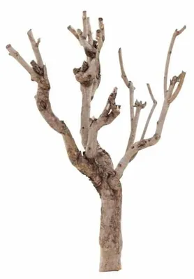 Productafbeelding van Seringenhout | terrarium klimhout en natuurlijke decoratie 40-50 CM