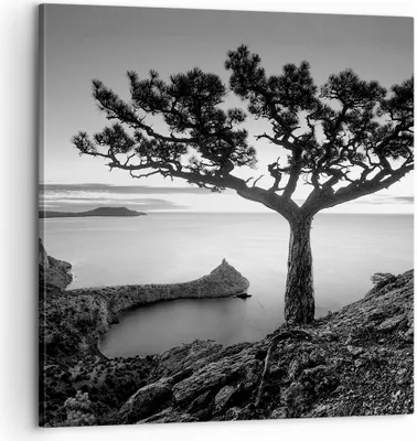 Produktbild von Bild auf Leinwand - Leinwandbild - Einteilig - Baum Schwarzweiß Ansicht - 60x60cm - Wand Bild - Wanddeko - Wandbilder - Leinwanddruck - Bilder - Wanddekoration - Leinwand bilder - AC60x60-4297