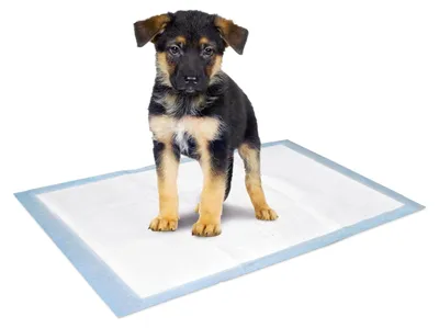 Immagine prodotto di Tappetino per cani Karlie Puppy Tappetino per la pipì del cucciolo circa 60 x 45 cm 10 pezzi