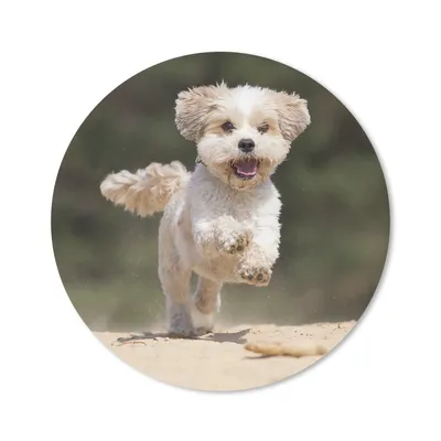 Produktbild von MuchoWow® Mauspad Mousepad Ein Shih Tzu Hund hüpft durch den gelben Sand 20x20 cm - Mousepads - Maus Mat - Pad - Mausunterlage - Schreibtischmatte