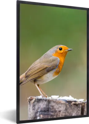 Produktbild von MuchoWow® Gerahmtes Poster Tiere - Vogel - Rotkehlchen 60x90 cm - Poster mit Schwarzem Bilderrahmen Wandposter Rahmen Foto Bilder - Kunst