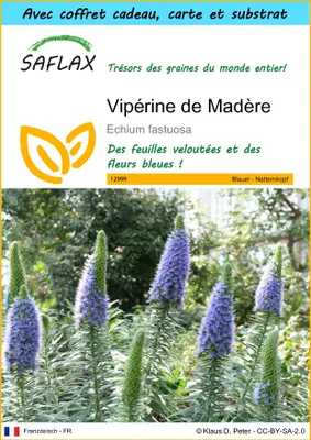 Image de SAFLAX Ensemble-cadeau - Vipérine de Madère - 100 graines - Echium
