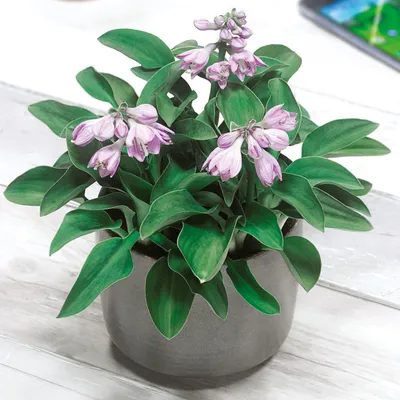 Image de Hosta Funkia Blue Mouse Ears Oreilles de souris 1 pièce Plants d'hosta Funkie