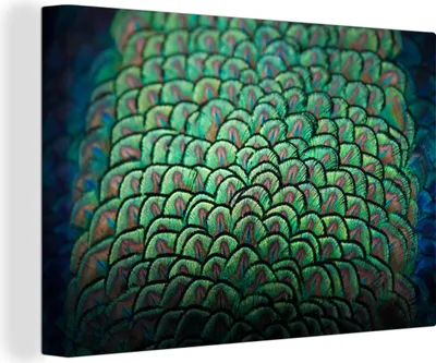 Produktbild von OneMillionCanvasses® - Leinwandbilder - 150x100 cm, Pfauenfedern Druck, Wandbilder Kunstdruck Wanddekoration