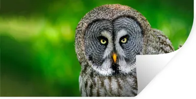 Produktbild von MuchoWow® Wandtattoo Wandsticker Wandaufkleber Vogel - Eule - Tiere - Braun - Porträt 40x20 cm Selbstklebend und Repositionierbar - Aufkleber