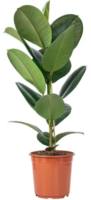 Produktbild von Gummibaum - pflegeleichte Zimmerpflanze, Ficus elastica 'Robusta' - Höhe ca. 70 cm, Topf-Ø 21 cm