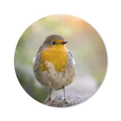 Produktbild von MuchoWow® Mauspad Mousepad Vögel - Rotkehlchen - Baum 40x40 cm - Mousepads - Maus Mat - Pad - Mausunterlage - Schreibtisch Accessoires