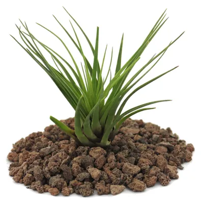 Image de Tillandsia melanocrater tricolor - vert - plante en vrac - petite