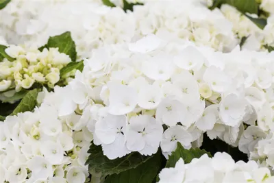 Produktbild von Hydrangea macrophylla 'First White', Gartenhortensie, weiß, 30–40 cm
