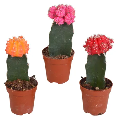 Produktbild von Gymnocalycium mihanovichii - Mondkaktus Mischung - Veredelte Kakteen in verschiedenen Farben - 3 Pflanzen - Topf Ø 5,5 cm