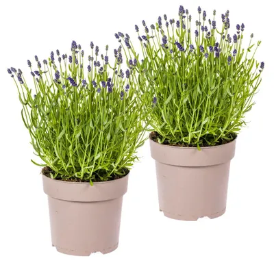 Produktbild von Lavandula angustifolia - Lavendel | 2 Stück - 40-50cm - Ø19cm - Gartenpflanze