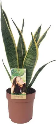 Zdjęcie produktu dla Sansevieria Laurentii – roślina doniczkowa, średnica 14 cm, wysokość 50 cm, łatwa w pielęgnacji, dekoracyjna
