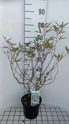 Image de Vitex agnus-castus 'Santamaria' - Poivre du moine 30- 40 cm - conteneur
