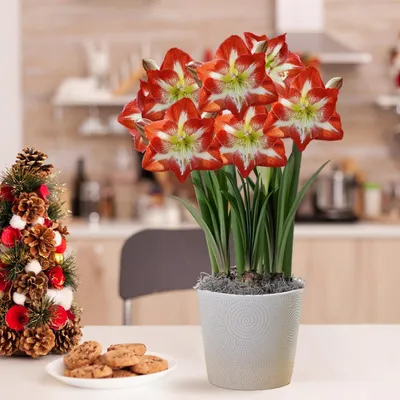 Immagine prodotto di Bulbo di Amaryllis Minerva - 1 bulbo di grandi dimensioni (26/30) - Bulbi esclusivi - Piante vere provenienti dall'Olanda - Hippeastrum (senza semi, senza cera e non artificiali)