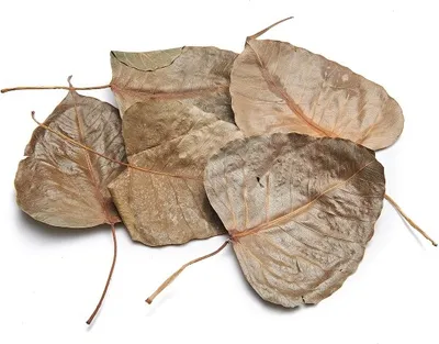 Produktbild von Peepal Blätter getrocknet im Beutel mit 350 Stk. | Ficus religiosa